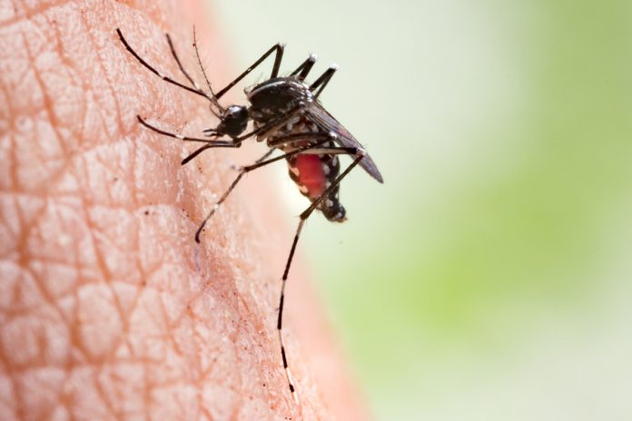 Aedes Aegypti Mosquito. Close Up A Mosquito Sucking Human Blood.